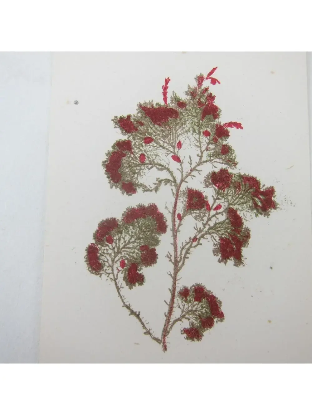 Antique Art Print Seaweed Algae Marine Botanical Album Card Red & Green 3